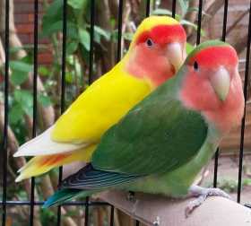 Lost Lovebird