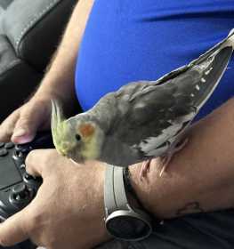 Lost Cockatiel