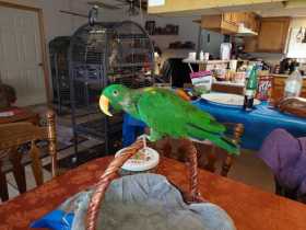 Lost Eclectus