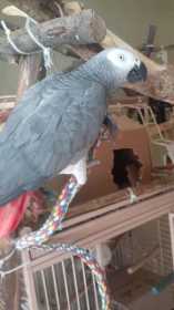 Lost African Grey