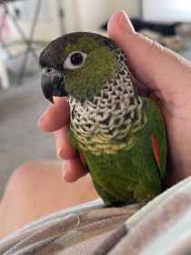 Lost Conure