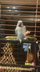 Lost Indian Ringneck Parakeet