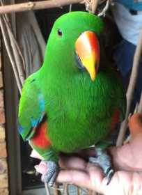 Lost Eclectus