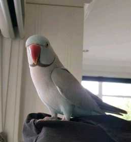 Lost Indian Ringneck Parakeet