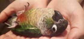 Lost Conure