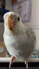 Lost Cockatiel