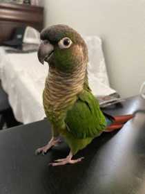 Lost Conure