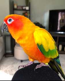 Lost Conure