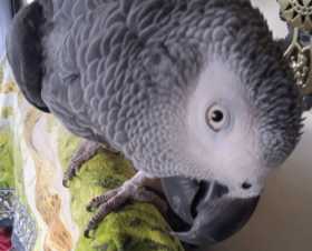 Lost African Grey