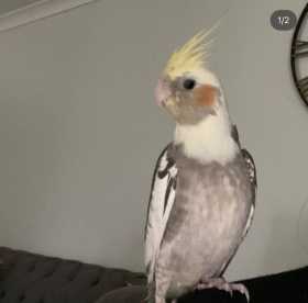 Lost Cockatiel