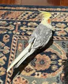 Lost Cockatiel