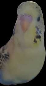 Lost Budgerigar