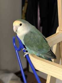 Lost Lovebird