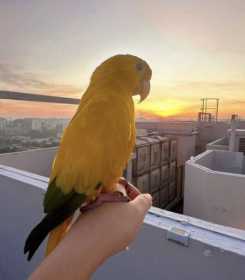 Lost Conure