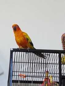 Lost Conure