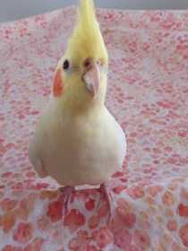 Lost Cockatiel