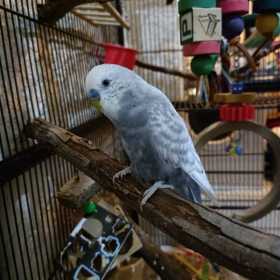 Lost Budgerigar