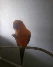 Lost Conure