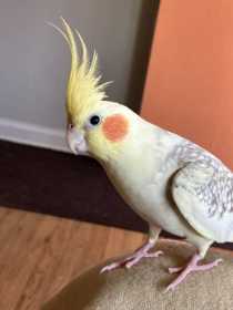 Lost Cockatiel