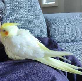 Lost Cockatiel