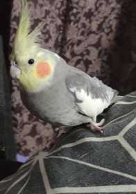 Lost Cockatiel