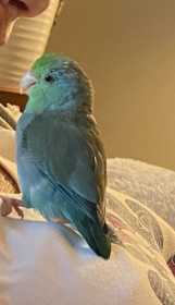 Lost Parrotlet