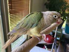 Lost Conure