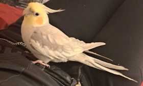 Lost Cockatiel