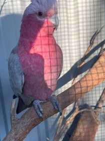 Lost Galah Cockatoo