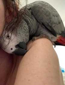Lost African Grey