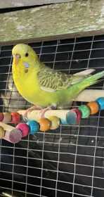 Lost Budgerigar