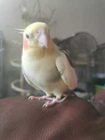 Lost Cockatiel