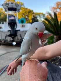 Lost Indian Ringneck Parakeet