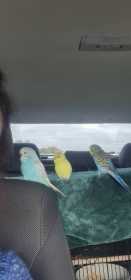 Lost Budgerigar