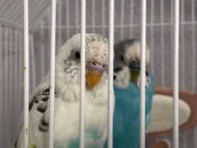 Lost Budgerigar