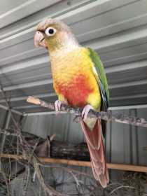 Lost Conure