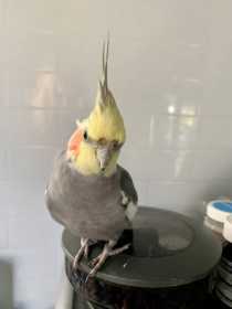Lost Cockatiel