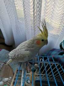 Lost Cockatiel