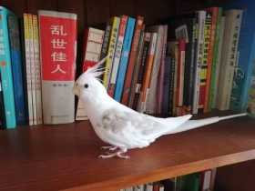 Lost Cockatiel