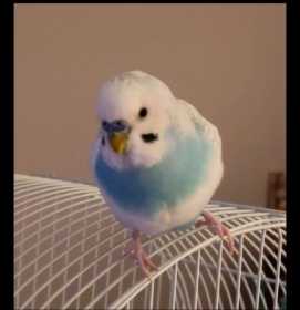 Lost Budgerigar