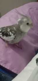 Lost Cockatiel