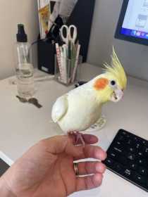 Lost Cockatiel