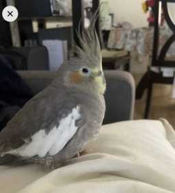 Lost Cockatiel