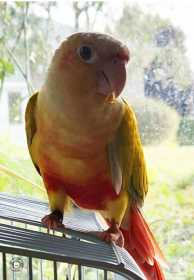 Lost Conure