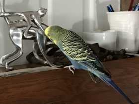Lost Budgerigar
