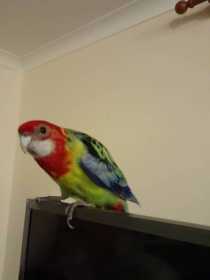 Lost Rosella