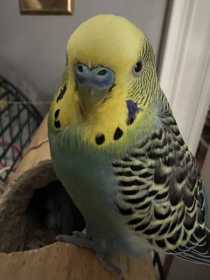 Lost Budgerigar