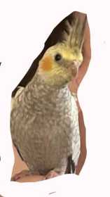 Lost Cockatiel