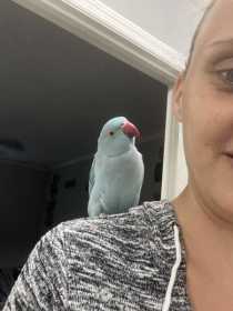 Lost Indian Ringneck Parakeet