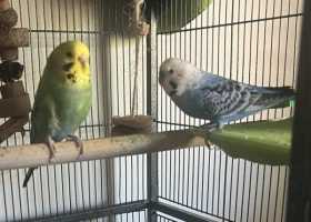 Lost Budgerigar